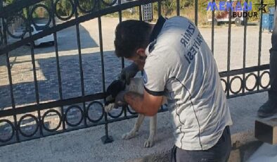 Kafası demir parmaklıklara sıkışan köpek itfaiye tarafından kurtarıldı