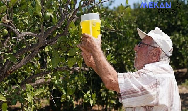 Karaburun’da narenciye kalitesi artıyor