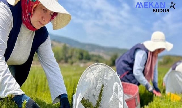 Kocaeli’de biberiye hasadı başladı