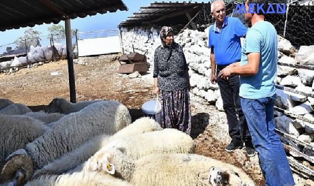 Merasız kalan hayvanlar yem desteğiyle yaşama tutundu Büyükşehir yangından etkilenen köylerin yaralarını sarıyor