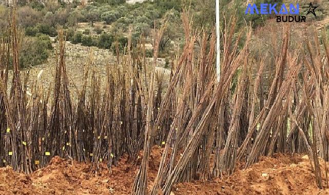 Muğla Büyükşehir Belediyesi “Her Kapıda Bir Fidan” projesi ile ücretsiz fidan dağıtımına başlıyor.