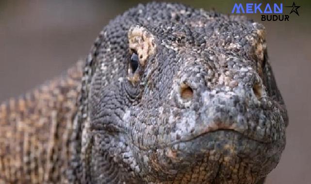 Muhteşem Komodo Ejderi’nin Dünyasında Bir Yolculuğa Çıkartan ‘Ejderhalar Ortaya Çıkıyor’ 27 Ekim Pazar Günü 20.00’de National Geographic WILD Ekranlarında!