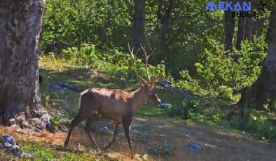 Ormanya’da üretilen Kızıl Geyikler doğaya salınacak