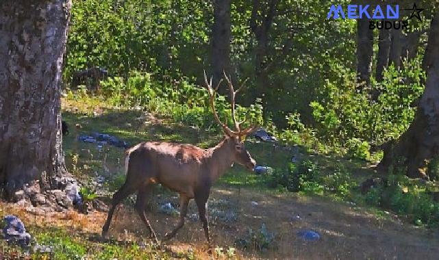 Ormanya’da üretilen Kızıl Geyikler doğaya salınacak