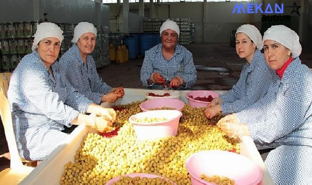 Sofralık zeytin ihracatı 200 milyon dolara koşuyor