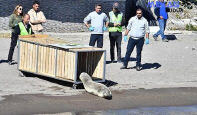 Tedavisi tamamlanan Akdeniz foku mavi sularla buluştu