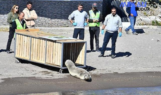 Tedavisi tamamlanan Akdeniz foku mavi sularla buluştu