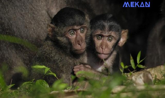 Tsunamiden Ciddi Hasar Gören Nicobar Adalarının Değişimini anlatan ‘Nicobar Adaları: Bir Maymunun Öyküsü’ 14 Eylül Cumartesi Günü 21.00’de National Geographic WILD Ekranlarında!