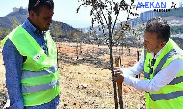 Yangınların etkilediği 15 bin ağaç tedavi edilerek hayatta tutulacak