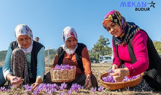 Başkan Özyiğit, “Türkiye’nin en çok safran üreten ilçelerinden biri olabiliriz