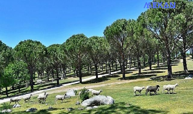 Bergama Belediyesi Zeytin ve Fıstıkta Markalaşma Yolunda