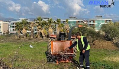 Budanan ağaçlar ihtiyaç sahiplerine yakacak oluyor