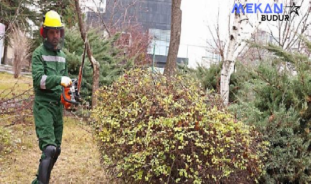 Çankaya’da ağaçlar bahara hazırlanıyor: Parklarda budama çalışmaları devam ediyor