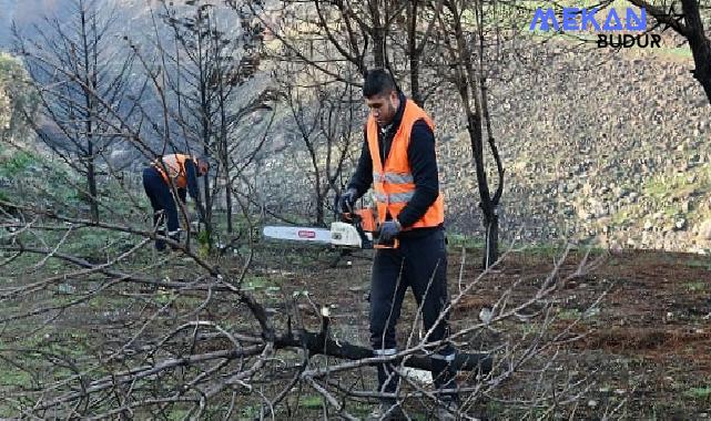 Çiğli Belediyesi Orman Yangınının İzlerini Silmek İçin Seferber Oldu