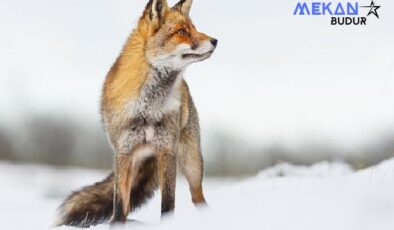 İlgi Çekici Hikayesiyle “Vahşi Transilvanya: Drakula’nın Gizli Krallığı” 15 Aralık Pazar Günü 20.00’da National Geographic WILD Ekranlarında!