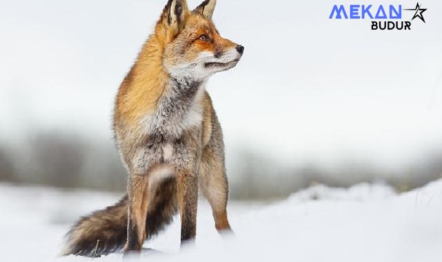 İlgi Çekici Hikayesiyle “Vahşi Transilvanya: Drakula’nın Gizli Krallığı” 15 Aralık Pazar Günü 20.00’da National Geographic WILD Ekranlarında!