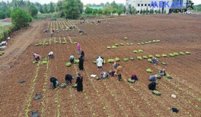 TABİP öğrencilere anlatıldı; 5 milyon fide toprakla buluşturuldu