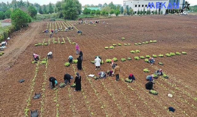 TABİP öğrencilere anlatıldı; 5 milyon fide toprakla buluşturuldu